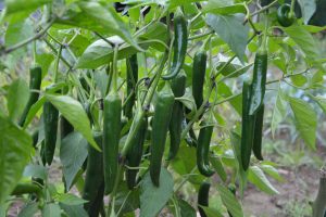 Best Fertilizer For Green Chilli Plant