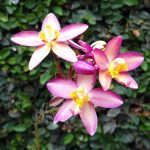 Best Fertilizer For Ground Orchids