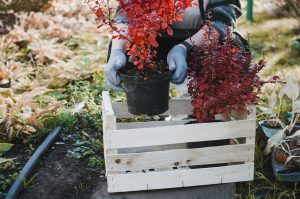 Best Autumn Plants For Summer