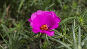 How To Harvest Portulaca Seeds