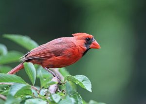 Best Birds Food For Cardinals