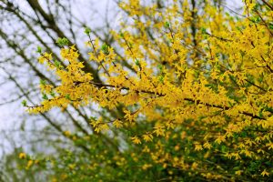 Best Companion Plants For Forsythia