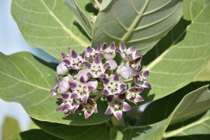 Best Companion Plants For Milkweed