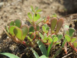 Best Companion Plants For Portulaca Oleracea 