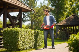 Best Evergreen Shrubs For Georgia