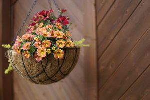 Best Fertilizer For Hanging Basket Petunias