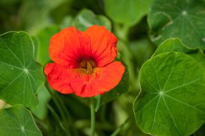Best Fertilizer For Nasturtiums