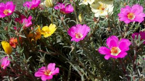 Best Fertilizer For Portulaca