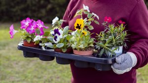 Best Flowers To Plant Around The House 