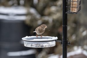 Best Food For Birds In Winter UK