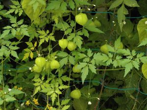 Best Herbicide For Balloon Vine