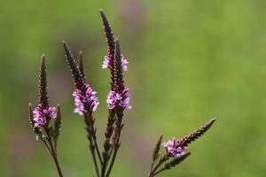Best Herbicide For Blue Vervain 