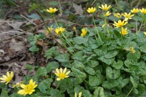 Best Herbicide For Lesser Celandine