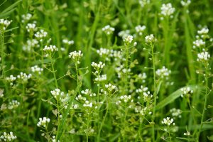 Best Herbicide For Shepherd’s Purse