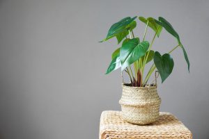 Best Large Artificial Plants For Indoors 