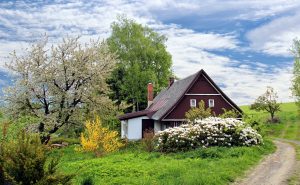 Best Plants For Cottage Garden Uk