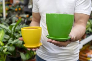 Best Pot For Vriesea Plants