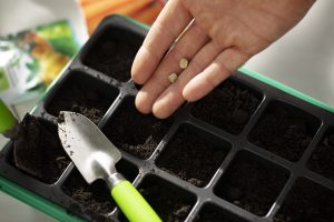 Best Seed Starting Mix