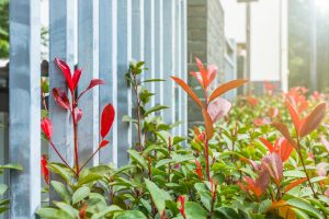 Best Shrubs For Clay Soil