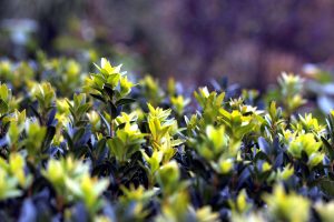 Best Shrubs For St. Louis