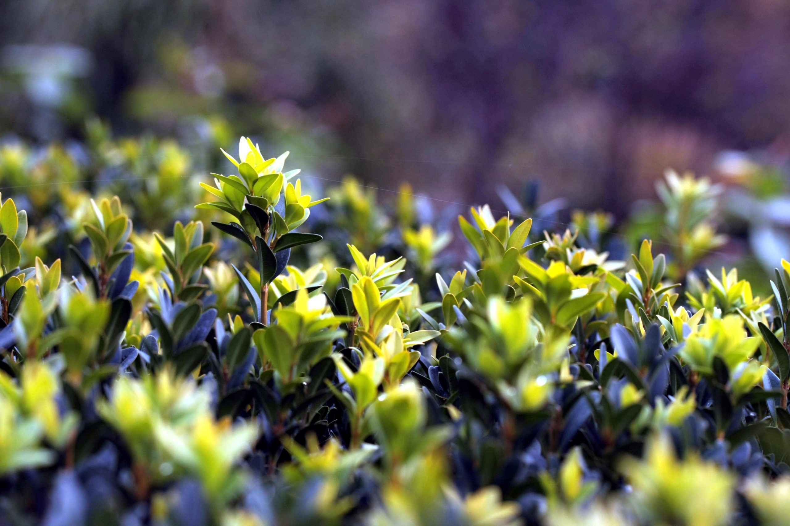 Best Shrubs For St. Louis
