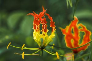 Best Soil For Glory Lily
