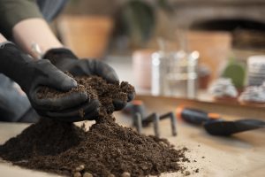 Best Soil For Vriesea Plants