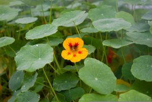 Best Trap Crops for Vegetable Gardens
