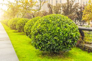Evergreen Shrubs For North Texas