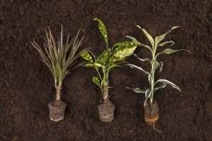 How Does Zinc Deficiency Affect Plants