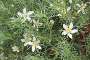 Best Herbicide For African Rue
