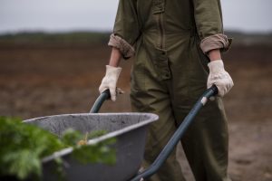 How To Get Rid Of Eurasian Watermilfoil
