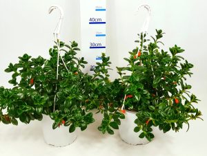 How To Make A Goldfish Plant Bushy