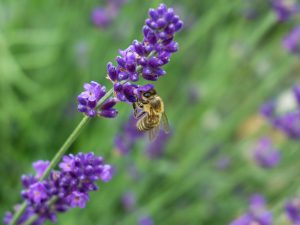 Plants That Attract Bees 