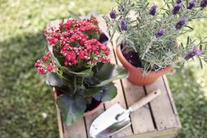 Plants That Complement Lavender