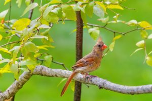 Shrubs That Attract Cardinals