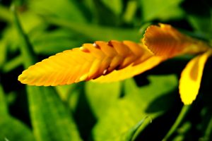 What Are Common Vriesea Problems
