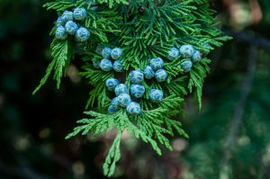 What Are The Common Problems With Cypress Trees 