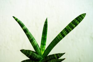 What Is The Use Of Woman's Tongue Plant
