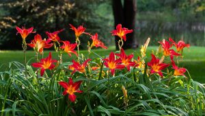 What Plants Do Well In Idaho