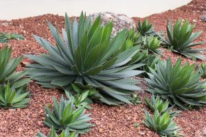 Drought Tolerant Plants In Utah