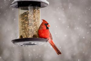 Best Feeder To Attract Cardinals