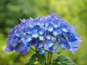Best Shrubs For Acid Soil