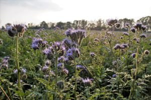Best Herbicide For Lacy Phacelia 
