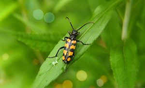 Best Insecticide For Four-Banded Longhorn Beetle