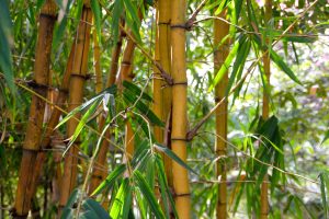 Best Insecticide For Bamboo Borer 
