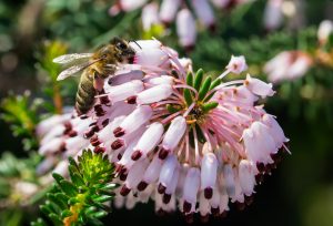 Plants That Pollinate In Utah Native