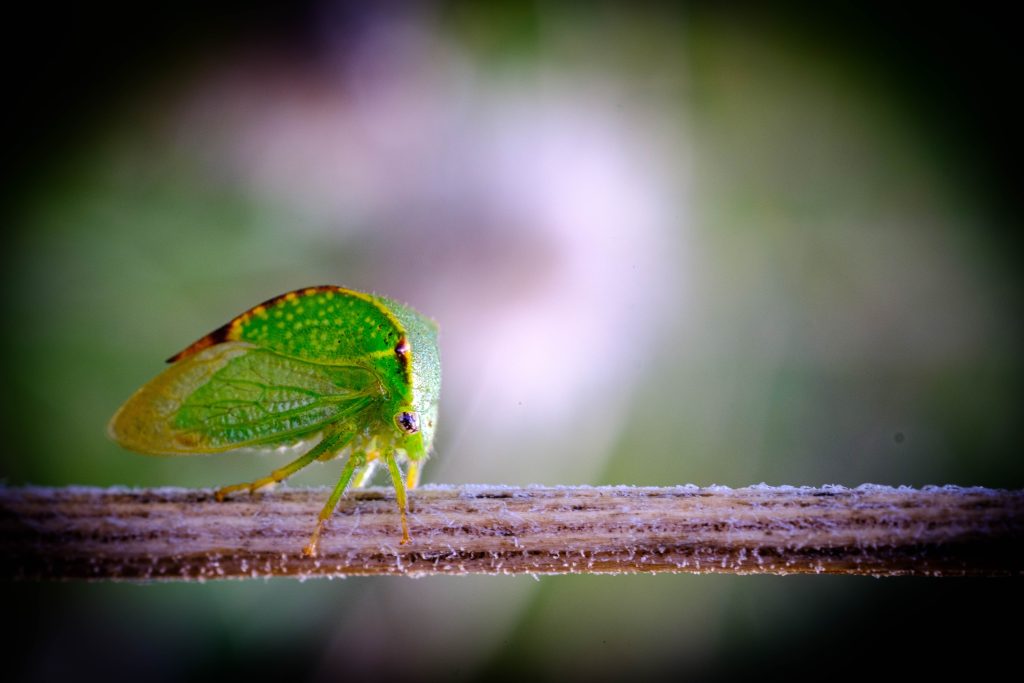 Treehopper Cow 10 Best Insecticide For Buffalo Treehopper - FarmTilling