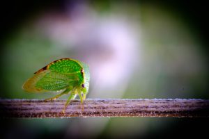 Best Insecticide For Buffalo Treehopper