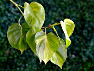 Best Climbing Plants For Paludarium